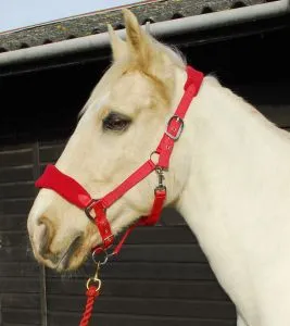 Personalised Anatomical Headcollar And Leadrope Set - Elegant Design