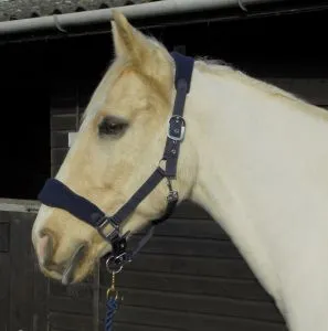 Personalised Anatomical Headcollar And Leadrope Set - Elegant Design