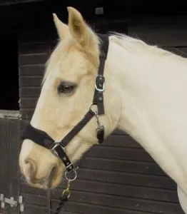 Personalised Anatomical Headcollar And Leadrope Set - Elegant Design