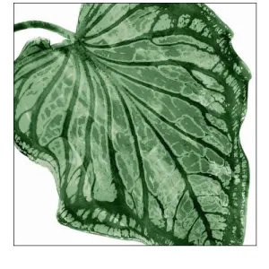 Tropical Green Palm III