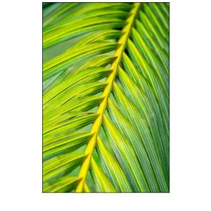 Tropical Palm